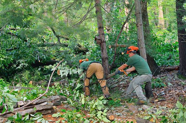 The Steps Involved in Our Tree Care Process in Avenal, CA